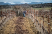 La vigne et le métier de vigneron au fil des saisons.
