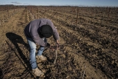 La vigne et le métier de vigneron au fil des saisons.