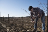 La vigne et le métier de vigneron au fil des saisons.