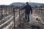 La vigne et le métier de vigneron au fil des saisons.