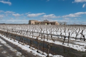 La vigne et le métier de vigneron au fil des saisons.