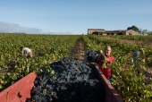 La vigne et le métier de vigneron au fil des saisons.