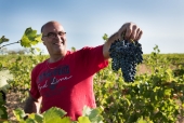 La vigne et le métier de vigneron au fil des saisons.