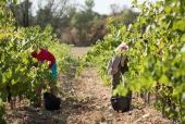 La vigne et le métier de vigneron au fil des saisons.