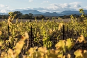 La vigne et le métier de vigneron au fil des saisons.