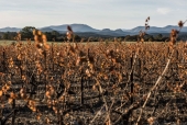 La vigne et le métier de vigneron au fil des saisons.